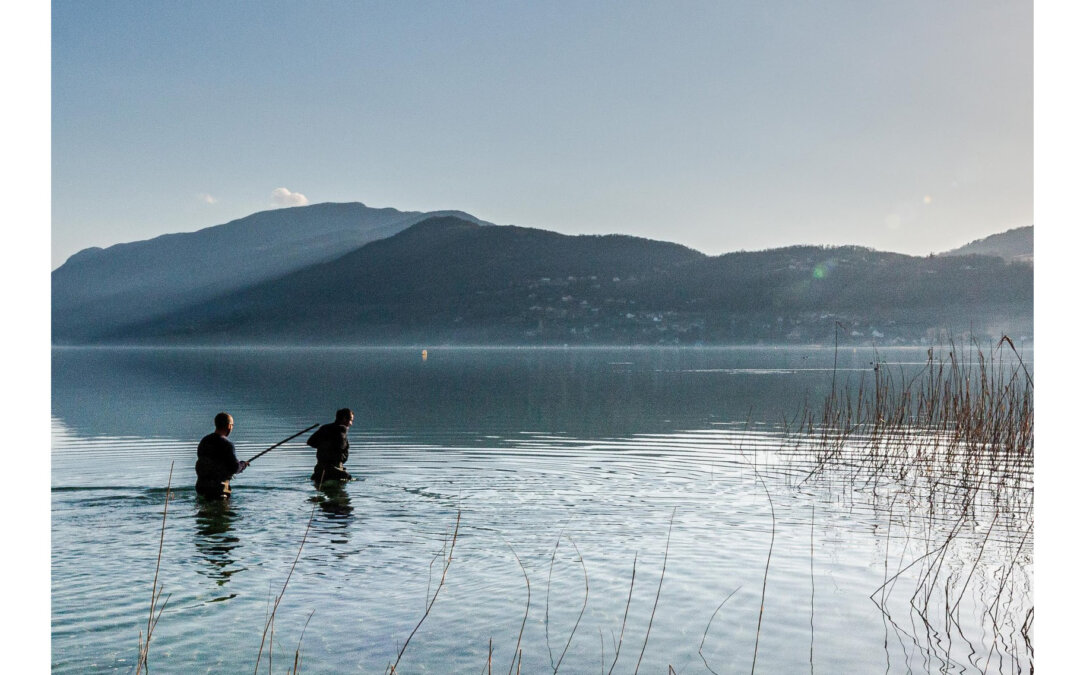 Bilan du nettoyage des roselières du lac du Bourget 2022