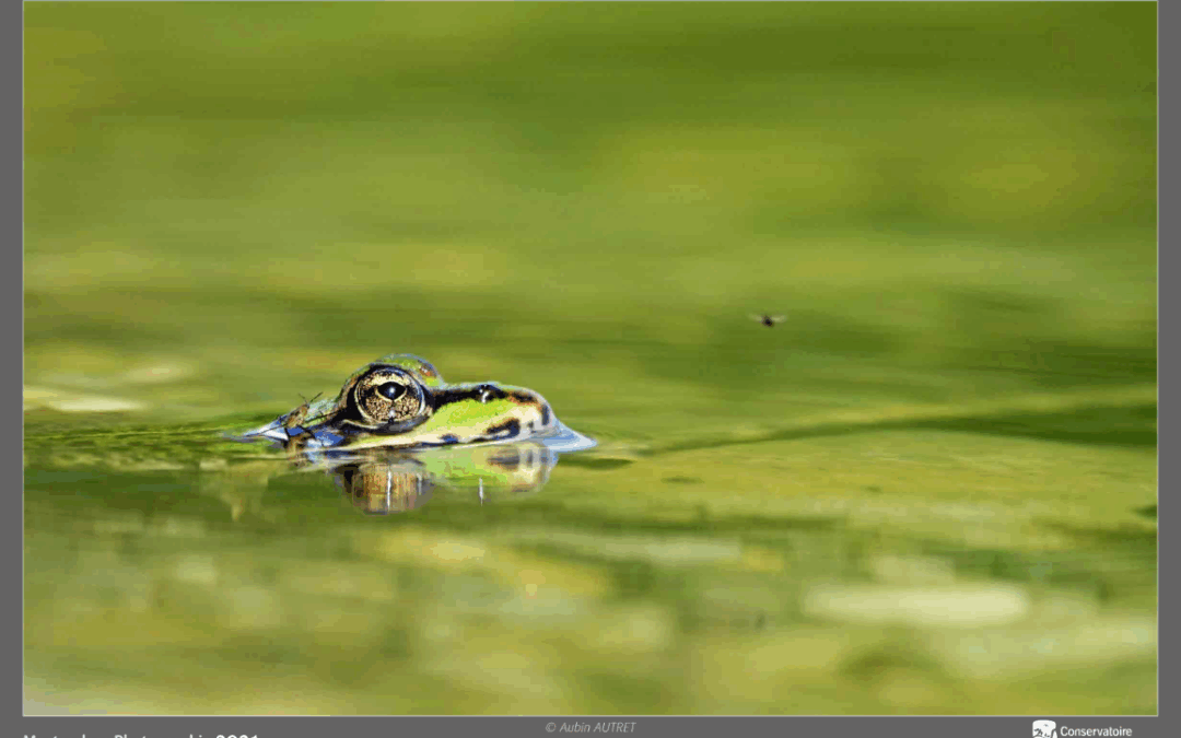 Exposition Chautagne – Beautés Sauvages