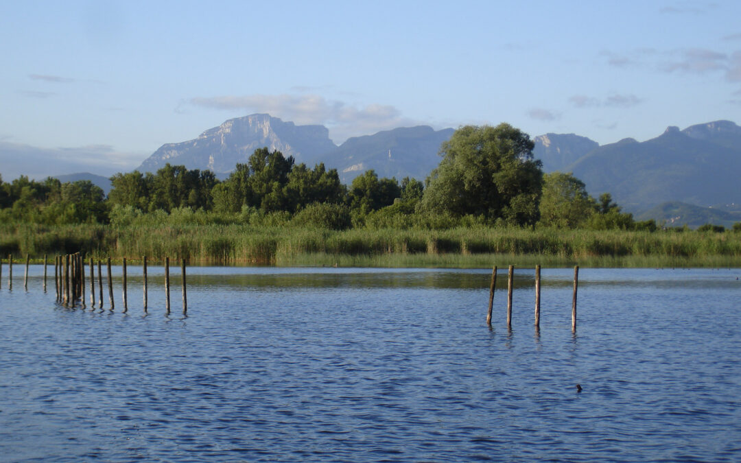 Gestion des roselières du lac du Bourget