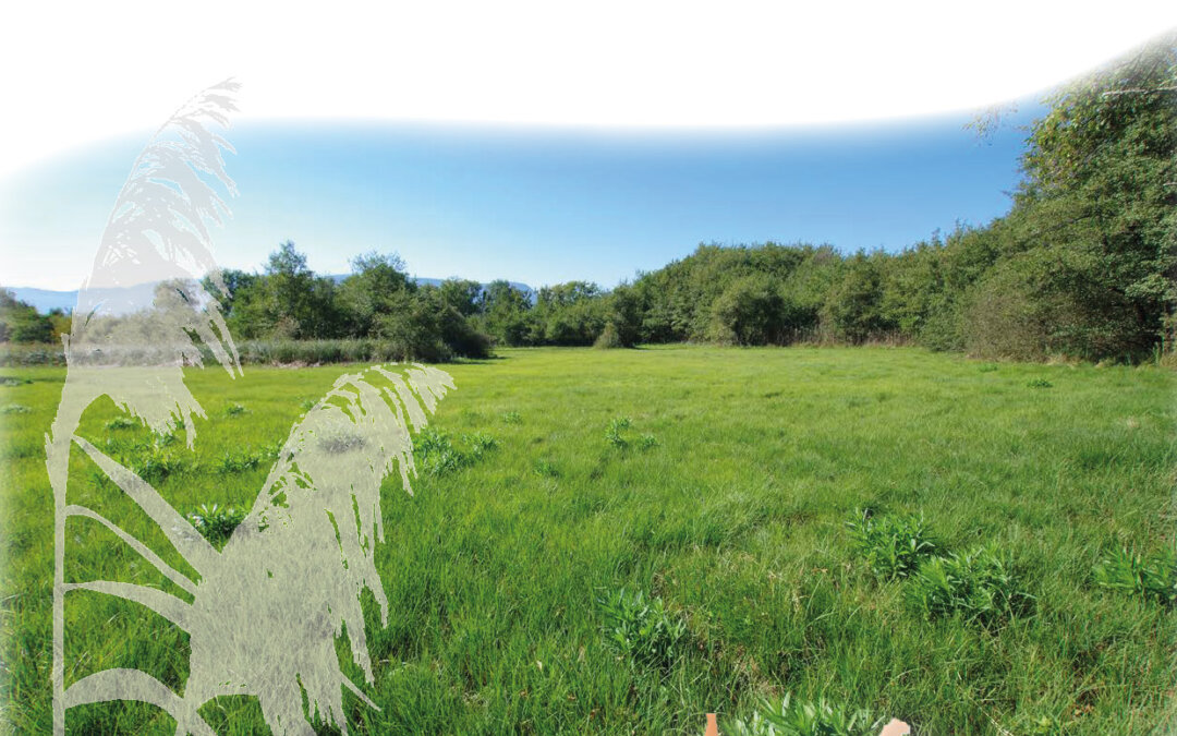 Synthèse du plan de gestion – Marais du Parc