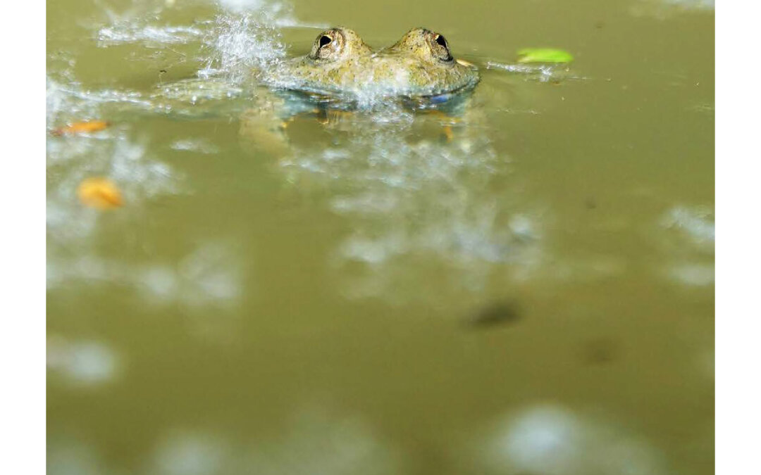 Rapport d’activités 2021