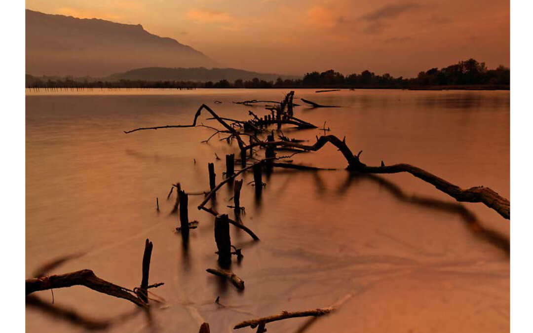 Bilan du nettoyage des roselières du lac du Bourget 2023