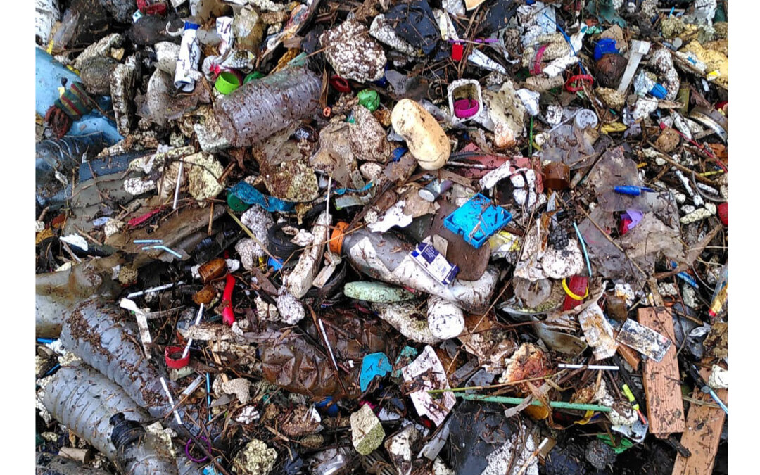 Bilan du nettoyage des roselières du lac du Bourget 2024