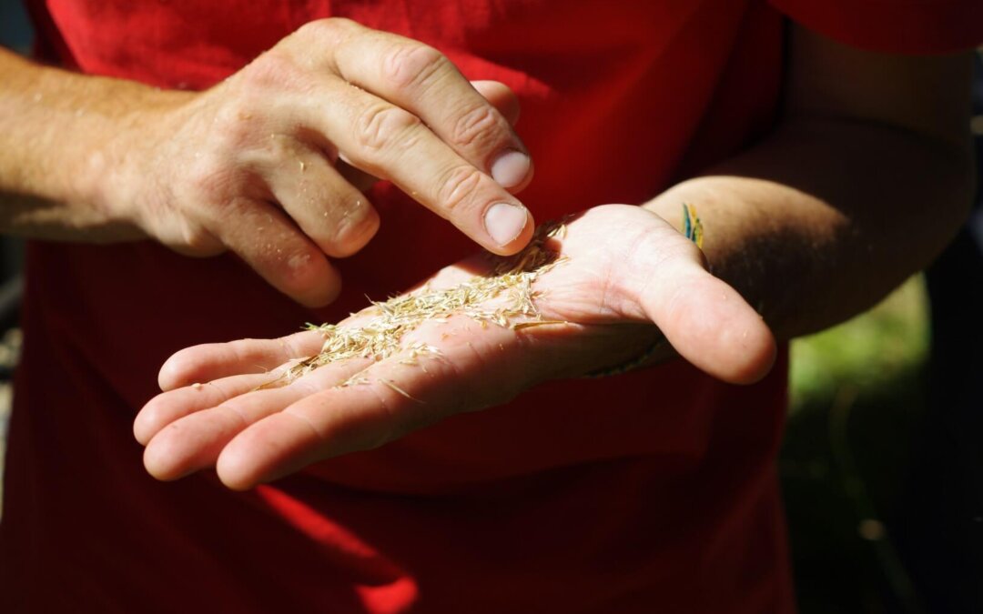 Gestion et utilisation des graines locales