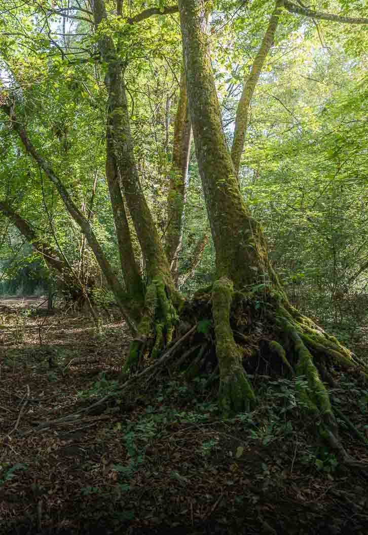 Nant-Pichut-Avt-10 copie