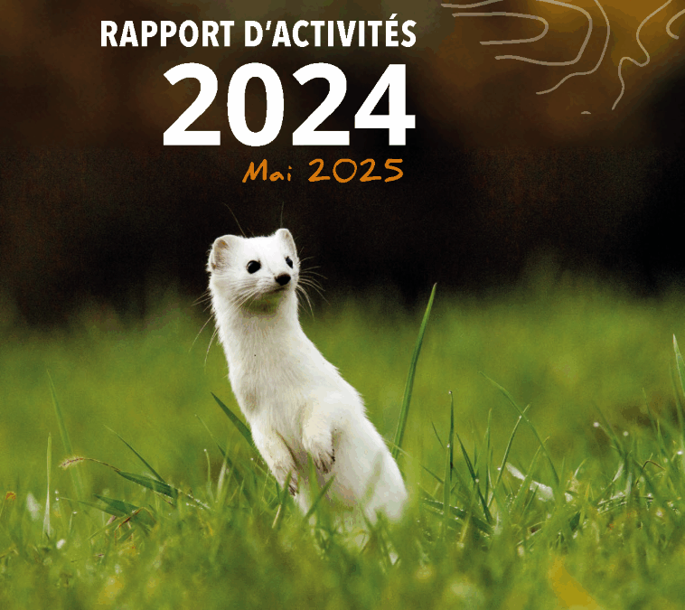 Rapport d’activités 2024