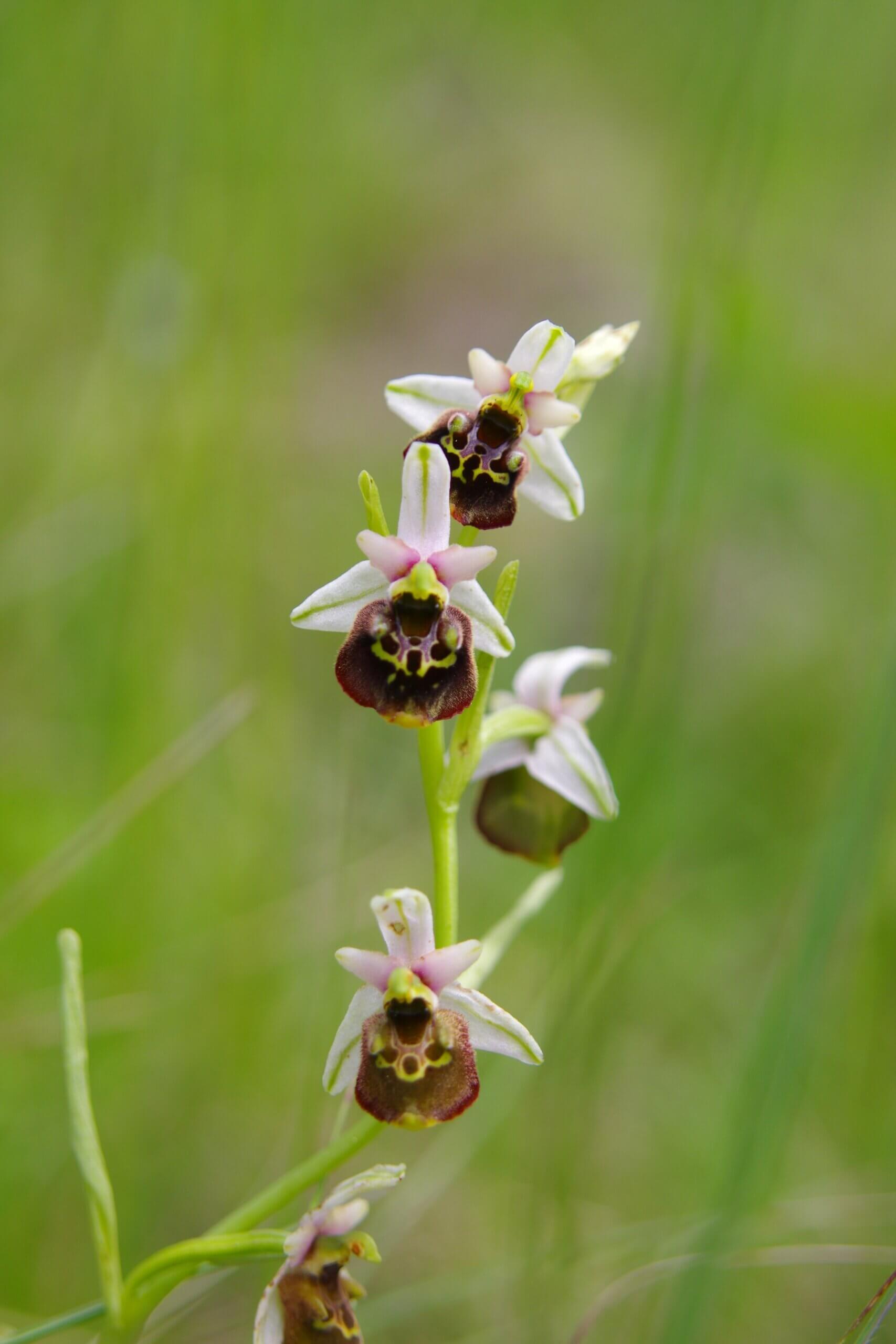 Suivi sur les pelouses sèches de Monterminod