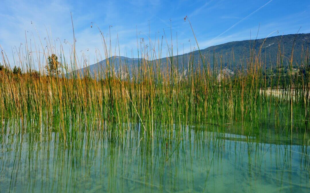Plantation de végétations aquatiques – RNR d&rsquo;Aiguebelette