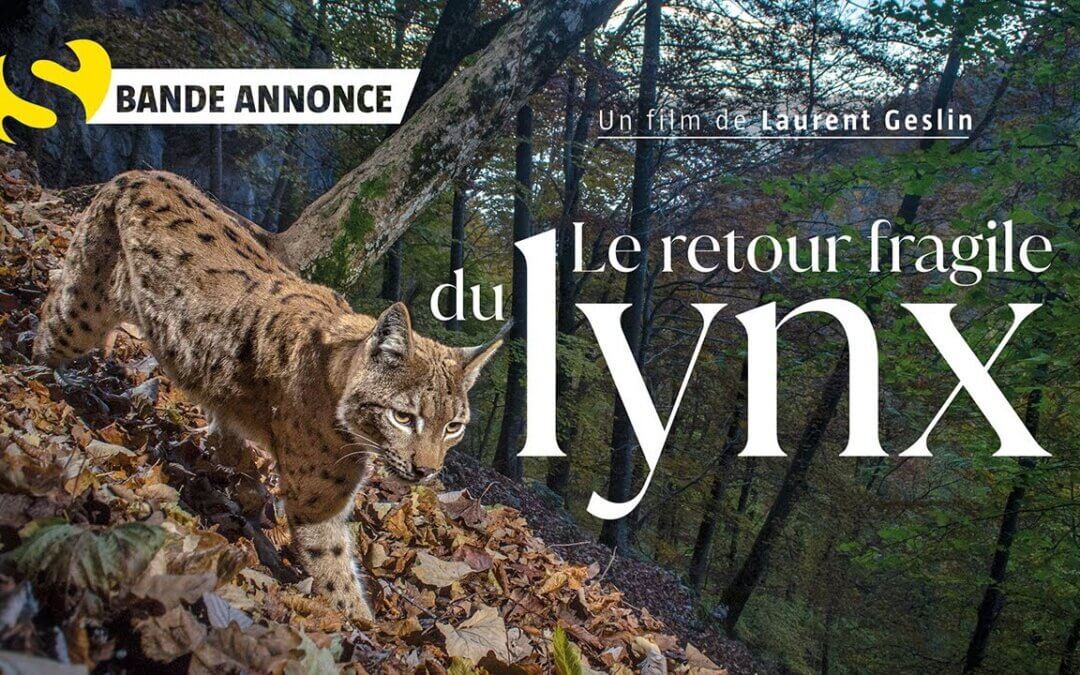 Projection, « Le retour fragile du lynx », le vendredi 5 juin à 20h, Aix-les-bains